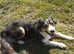 Herding Welsh sheepdog