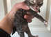 Ragdoll cross Siberian