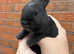 Australian Mini Rex x Harlequin