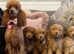 Apricot kc reg miniature poodle for stud