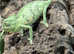 Female Yemen Chameleons at Birmingham Reptiles