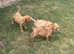 Beautiful red and yellow Labradors
