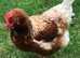 Lovely Ginger hybrid hens - friendly, good egg layers