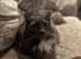 Stunning nebelung female cat