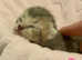 BEAUTIFUL BSH KITTENS  (RARE ALL BLACK KITTENS WITH BLACK NOSE AND PAW PADS)