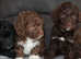 5 beautiful boys and one beautiful little chocolate girl