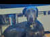 Tyson blue male doberman
