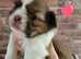 KC IMPERIAL SHIH TZU