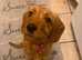 Straight haired labradoodle