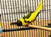 Beautiful young Kakriki parrot