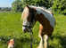 4yr old skewbald gelding
