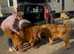 2 Tibetan mastiff's for sale