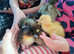 6 tiny ducklings