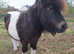 Pedigree shetland mare broken to ride