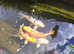 3x large koi for sale