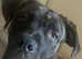 Bullmastiff cross needs a new home