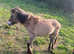 2 x DARTMOOR PONIES