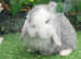 Beautiful Mini lops