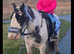 5 year old cob gelding