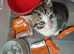 Super cute bengal cross ready ready