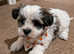 Bichon havanese 7 weeks