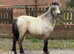 Shetland x welsh sec a filly