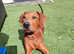5month old Male for sale