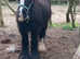 Gelding and a mare