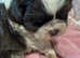 Just 2 Beautiful Shih Tzu puppies left, a boy & a girl