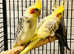Stunning baby conure parrot