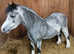 Beautiful welsh A gelding HOYS quality