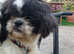 Sweet little shih tzu