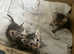 3 tabby boy kittens