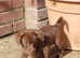 Miniature dashound Cross pom pups for sale