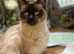 2 boys left mums Siamese