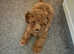 Toy poodle girl