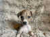 3/4 Italian greyhound