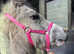 Cute grey filly