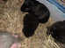 Baby male guinea pigs available