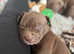 Staff x American bully