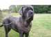 Majestic Cane Corso x Neo Puppies Looking for Forever Homes