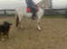 Connemara 14hh 3 year old