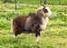 Shetland ram and soay ewe