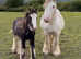 Super Traditional Cob Mares