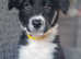 Gorgeous fluffy border collie puppy