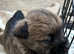 Gorgeous Cairn Terrier Puppies