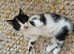 Kitens
