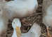 Trio of Cherry Valley ducks