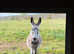 Male long haired donkey rising 1