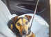 Jack Russell Spayed Adult Female